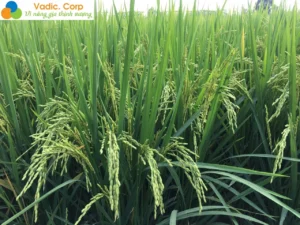 BIỆN PHÁP CHỐNG ĐỔ NGÃ TRÊN CÂY LÚA