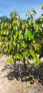 QUY TRÌNH TRỊ VÀNG LÁ THỐI RỄ TRÊN CÂY SẦU RIÊNG